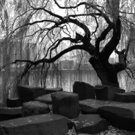 Rocks and Willow Tree, Waterfront