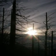 Windswept Trees, Gorge