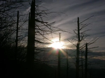 Windswept Trees, Gorge