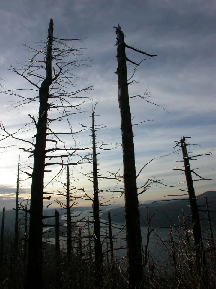 Windswept Trees, Gorge