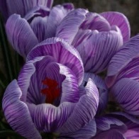 Crocus