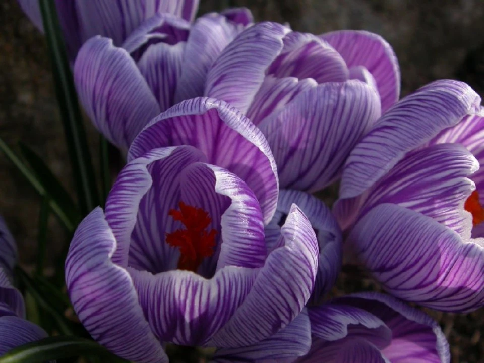 Crocus