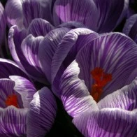 Crocus II