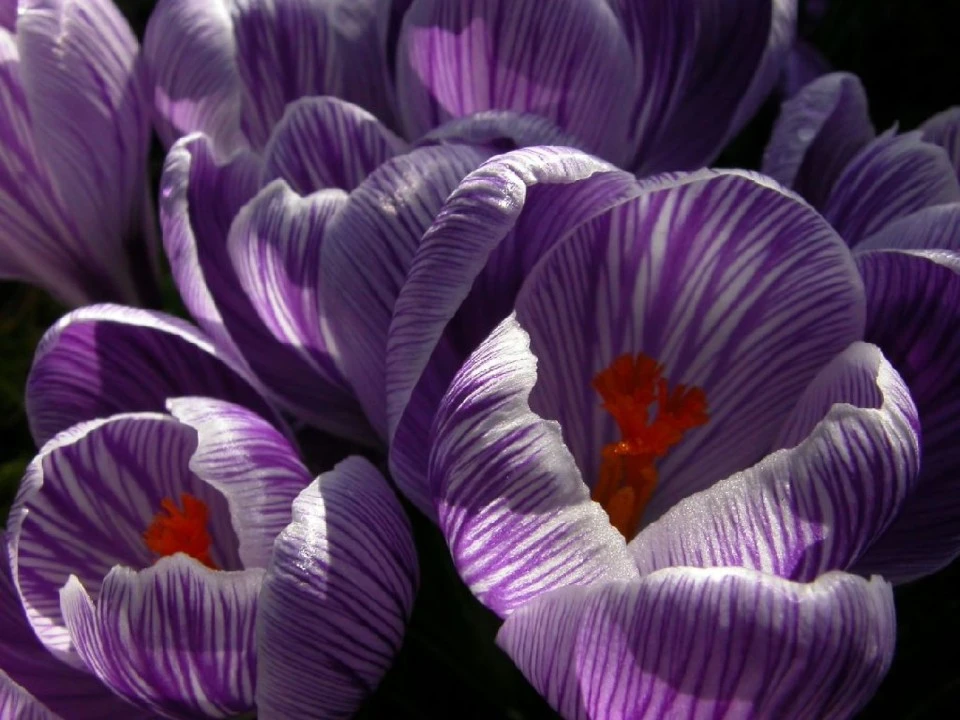 Crocus II