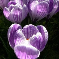 Crocus III