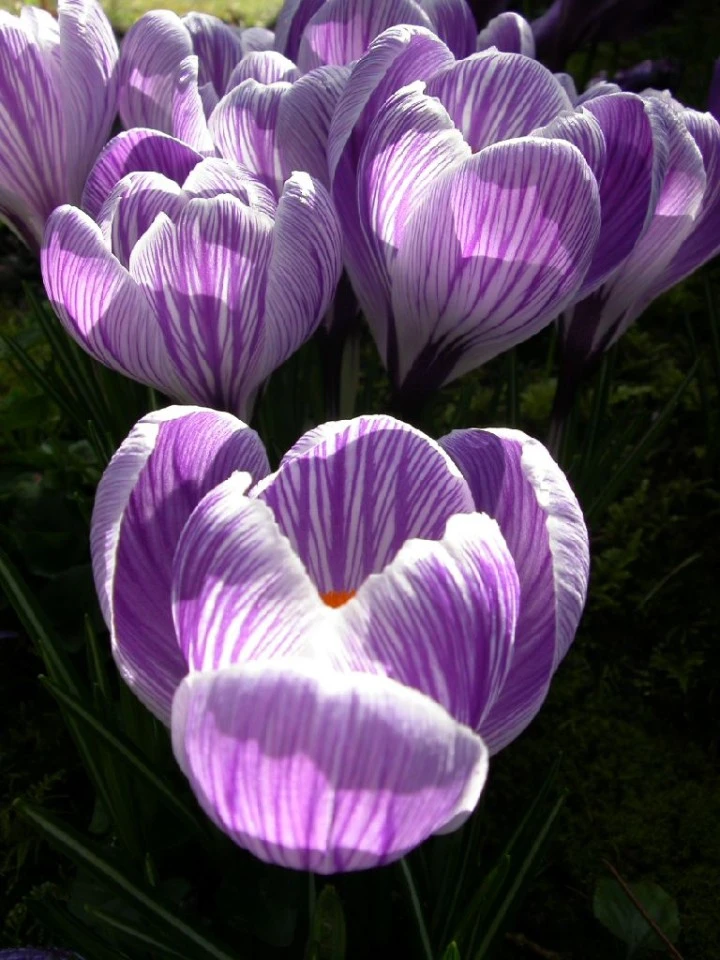 Crocus III