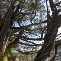 Withered Trees in Walnut Canyon