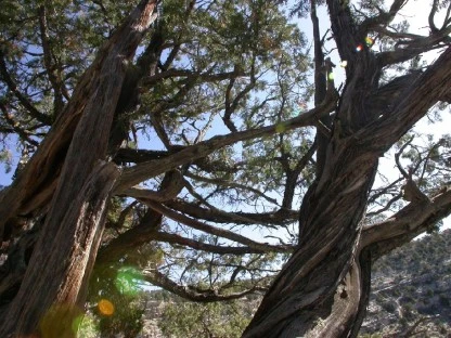 Withered Trees in Walnut Canyon