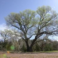 Oak, Redrock