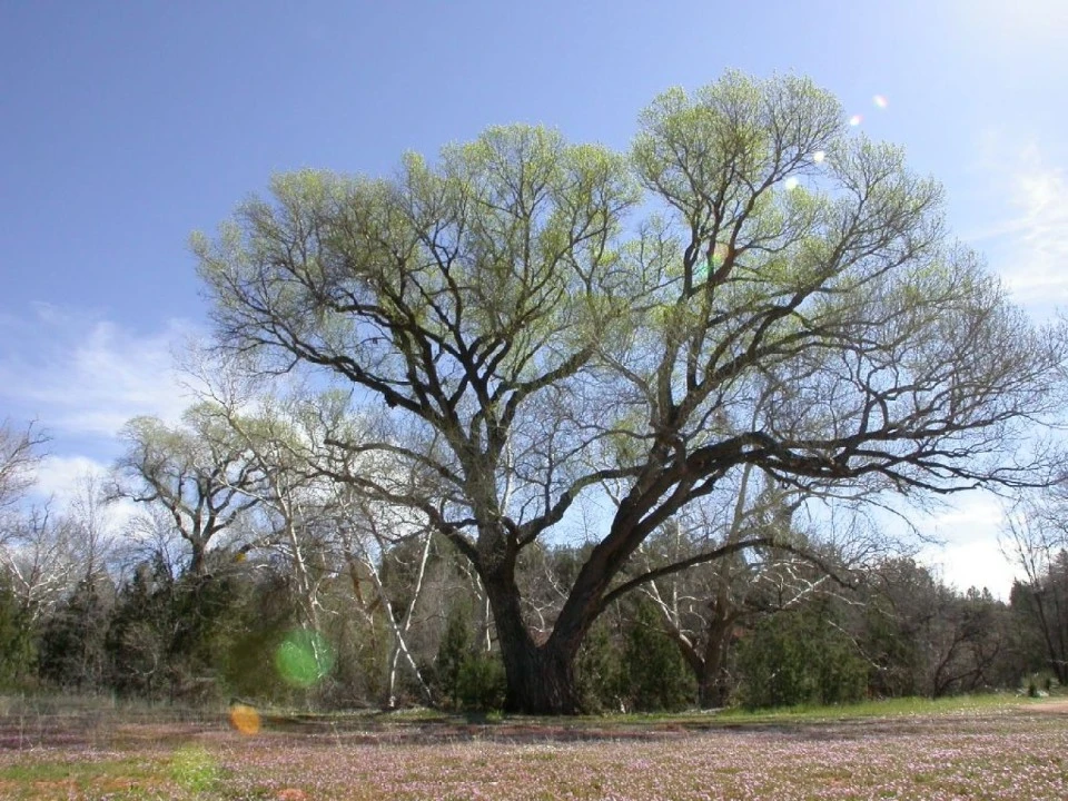 Oak, Redrock