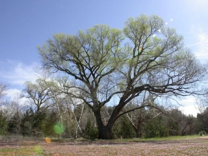 Oak, Redrock