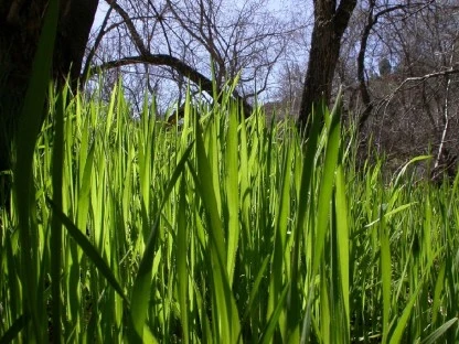 The Convoluted World of Grass