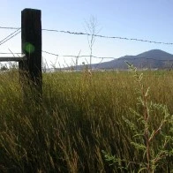 Quiet Field, Eastern Oregon