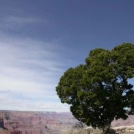 Lonely Tree, Grand Canyon