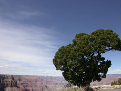 Lonely Tree, Grand Canyon