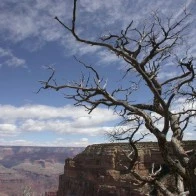 Tree and Sky, Grand Canyon
