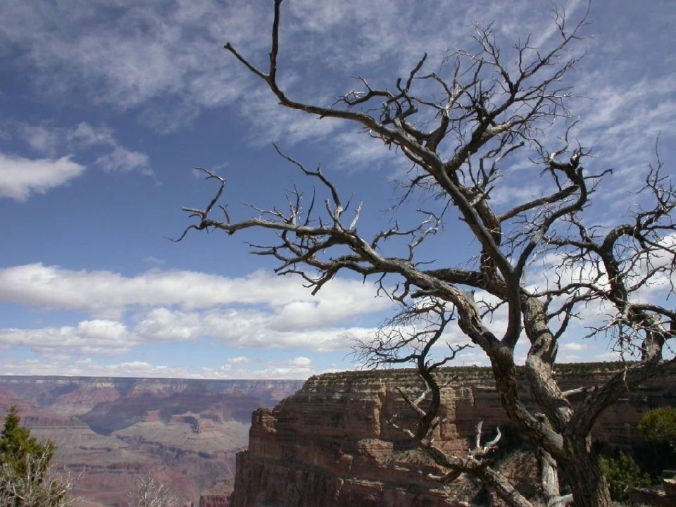 Tree and Sky, Grand Canyon