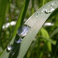 Water Droplets on a Blade of Grass