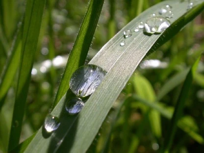 Water Droplets on a Blade of Grass