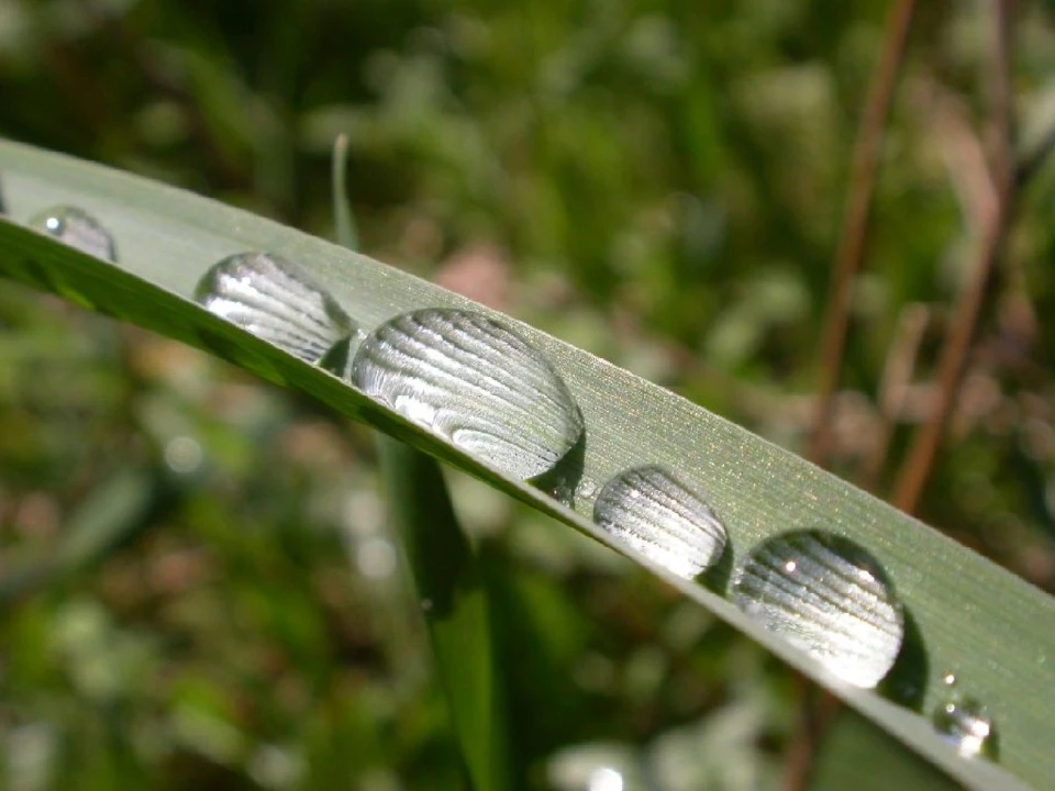 Water Droplets on a Blade of Grass