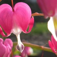 Bleeding Heart