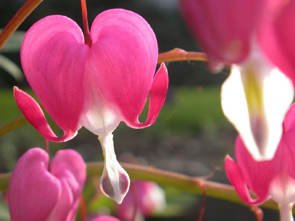 Bleeding Heart