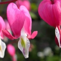 Bleeding Heart II