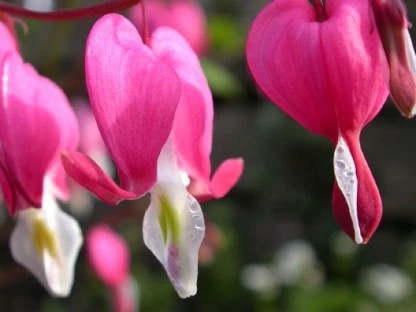 Bleeding Heart II