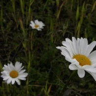 Misty Daisies on a Cloudy Mountain