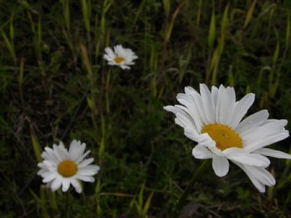 Misty Daisies on a Cloudy Mountain