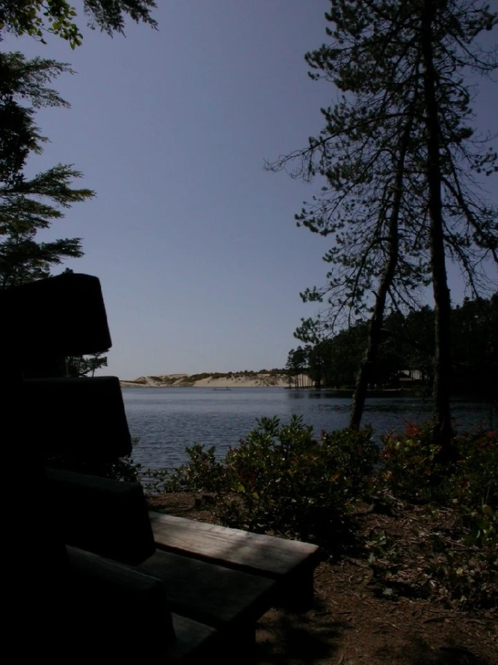 Bench and Trees, Oregon Coast