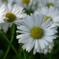 Daisies