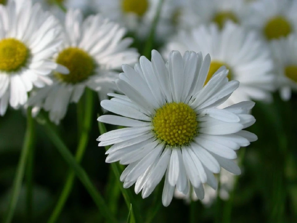 Daisies