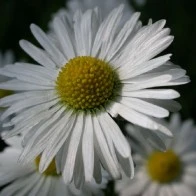 Daisy