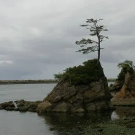 Windswept Tree