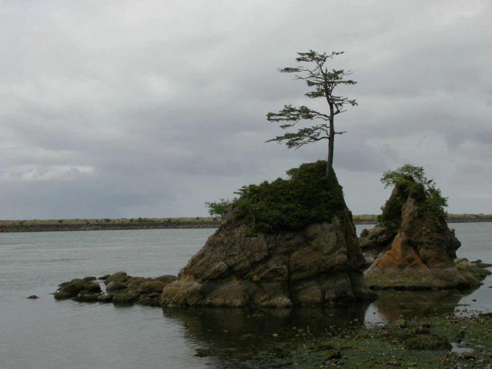 Windswept Tree