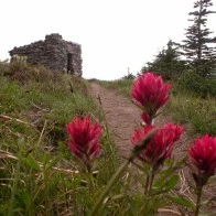 Shelter and Wildflowers, Mt. Hood.