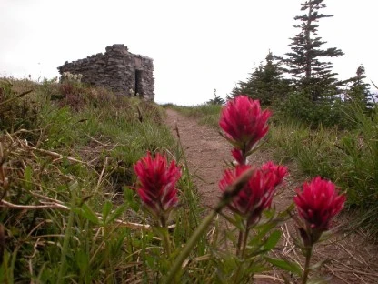 Shelter and Wildflowers, Mt. Hood.