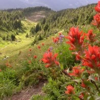 Wildflowers in a Sunlit Valley