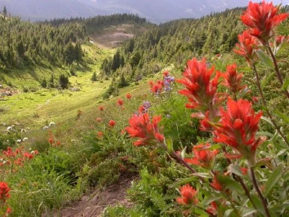 Wildflowers in a Sunlit Valley