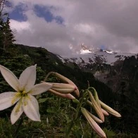 Avalanche Lily