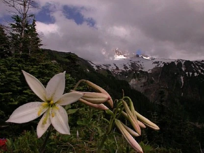 Avalanche Lily