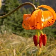 Orange Wildflower