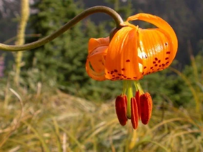 Orange Wildflower