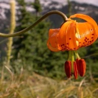 Orange Wildflower