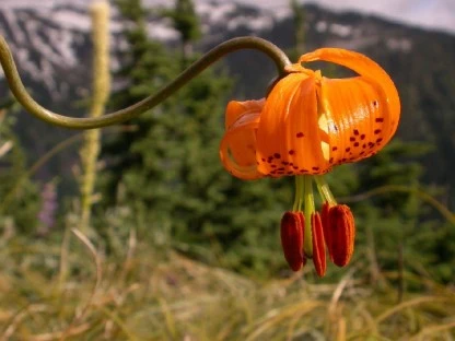 Orange Wildflower