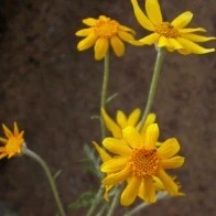 Yellow Weed in Crevice