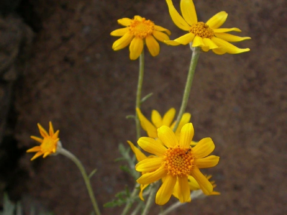 Yellow Weed in Crevice