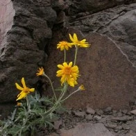 Yellow Weed in Crevice