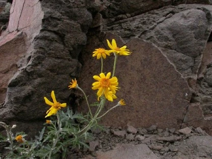 Yellow Weed in Crevice